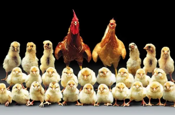 Las 7 razas de pollos más silenciosas