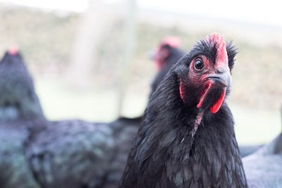 Las 7 razas de pollos más silenciosas