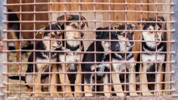Cómo insonorizar una jaula para perros - Perrera silenciosa