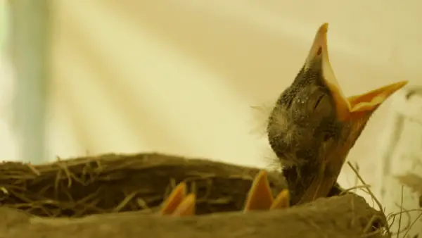 Qué comen los pájaros bebés y cómo: ¡Alimentos caseros!