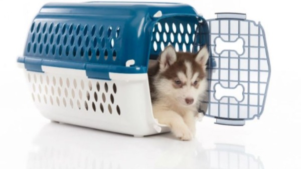 Cómo insonorizar una jaula para perros o una perrera: ideas fáciles