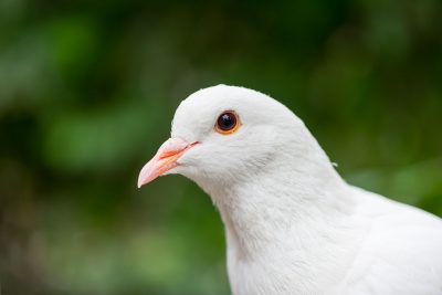 ¿Cuáles son las aves más silenciosas para tener como mascota?