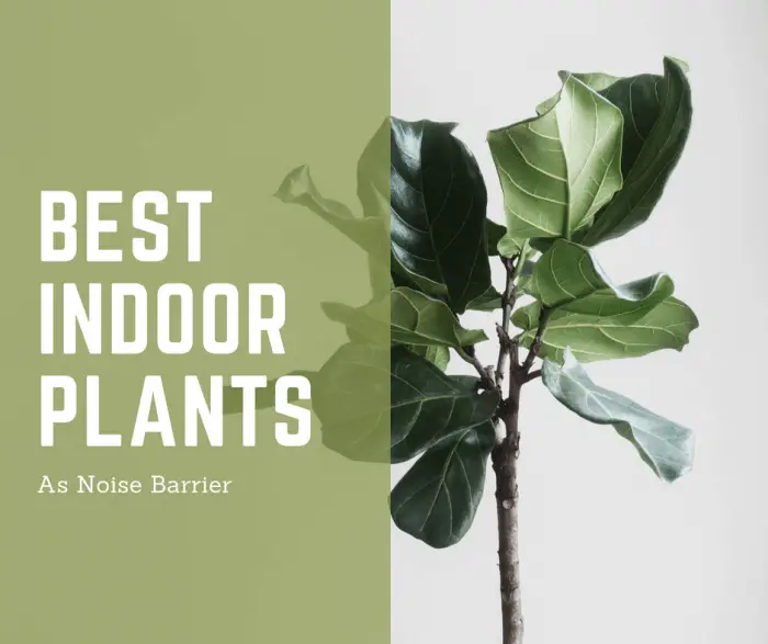 ¡Las mejores plantas de interior para la reducción de ruido que funcionarán para usted!